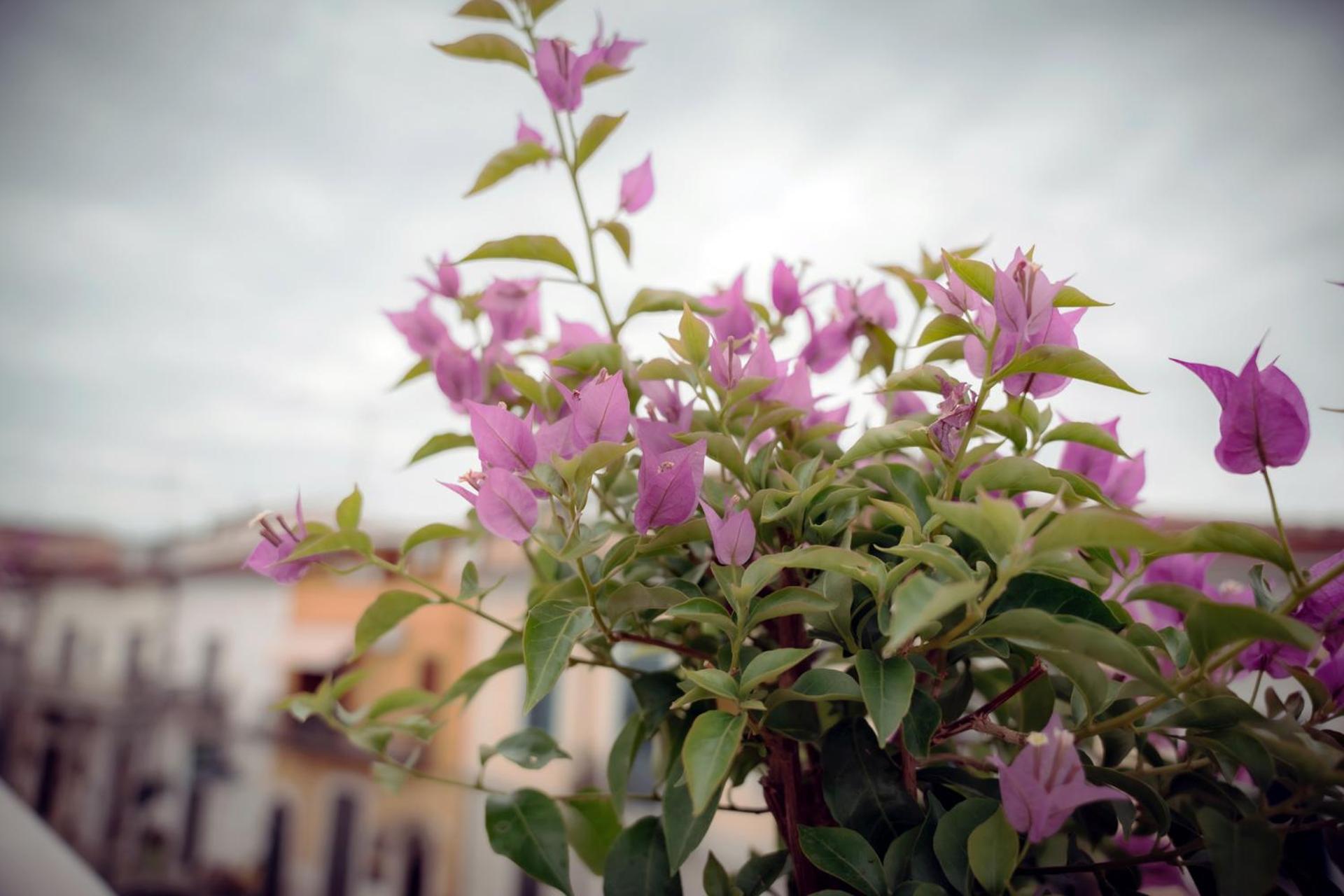 La Terrazza Dei Gemelli - Casa Vacanze Venosa Extérieur photo